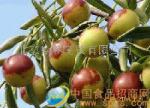 黃驊冬棗 甜蜜的財富機遇，招商加盟正當(dāng)時