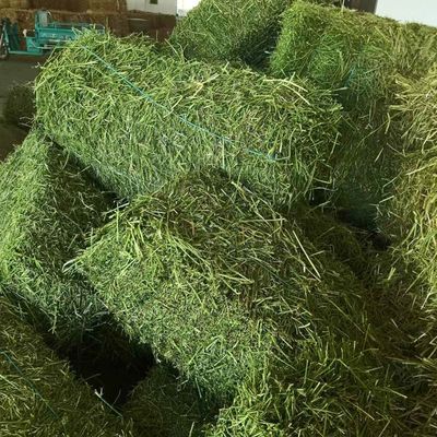 紫花苜蓿干草捆 羊駝專用草料，牛馬羊養(yǎng)殖廠的綠色選擇
