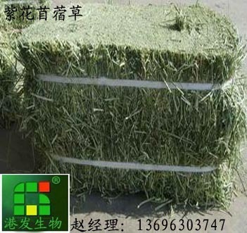 紫花苜蓿草與苜蓿草粉 優質牧草的科學供應與全方位應用