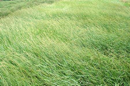 優(yōu)質(zhì)牧草披堿草的經(jīng)濟價值與飼料利用