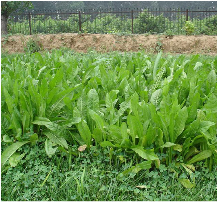 魯梅克斯 俄羅斯飼料菜，多年生四季牧草的種植與利用指南