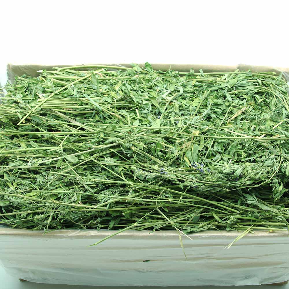 2023年新草紫花苜蓿干草 兔子、龍貓、豚鼠的理想飼料牧草之選